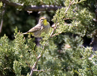 Palm Warbler